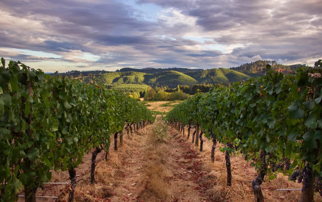 Cinematic vineyard landscape from a celebrated wine region